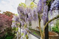 Bild (a2c5c2e5fd061185eb162c6535683c36): Raum f�r Ideen: Vier Einheiten mit Garten in begehrter Lage von Kleve-Kellen